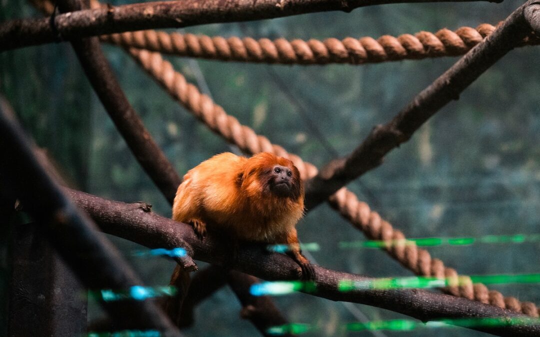 Why Zoo Atlanta Is a Must-Visit (And How to Save on Admission)